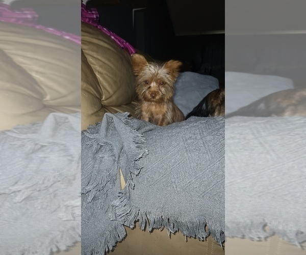 Medium Photo #3 Yorkshire Terrier Puppy For Sale in BENSON, NC, USA