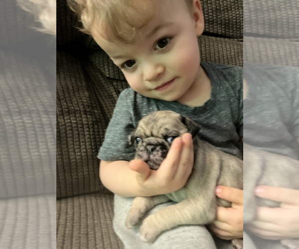 Medium Photo #2 Pug Puppy For Sale in HAGERSTOWN, MD, USA