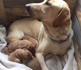 Mother of the Labrador Retriever puppies born on 11/04/2017