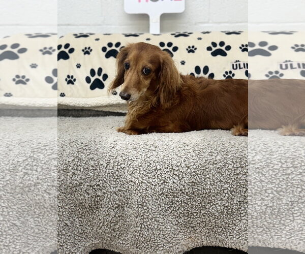 Medium Photo #3 Dachshund Puppy For Sale in York, SC, USA