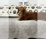 Small #2 Dachshund