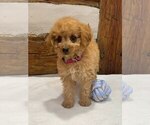 Small Photo #7 Goldendoodle-Poodle (Miniature) Mix Puppy For Sale in NEWPORT, PA, USA