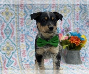 Texas Heeler Puppy for sale in LANCASTER, PA, USA