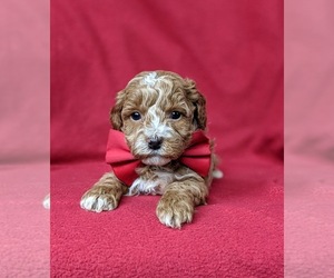 Cock-A-Poo Puppy for sale in KIRKWOOD, PA, USA