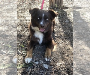 Australian Shepherd Puppy for sale in BELMONT, VT, USA