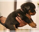Small Photo #9 Rottweiler Puppy For Sale in PHILADELPHIA, PA, USA