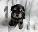 Small Photo #7 Poodle (Toy)-Yorkshire Terrier Mix Puppy For Sale in OWENSBORO, KY, USA