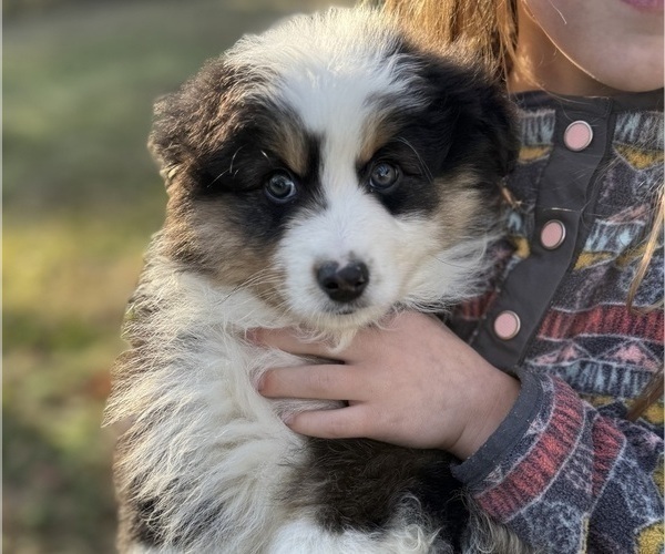 Medium Photo #5 Miniature American Shepherd Puppy For Sale in NOLENSVILLE, TN, USA