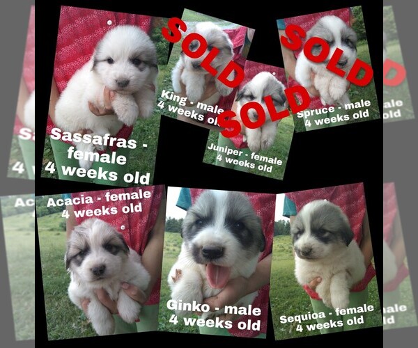 Medium Photo #1 Great Pyrenees Puppy For Sale in HILLSVILLE, VA, USA