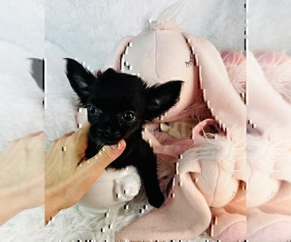 Medium Photo #1 Chihuahua Puppy For Sale in JENSEN BEACH, FL, USA