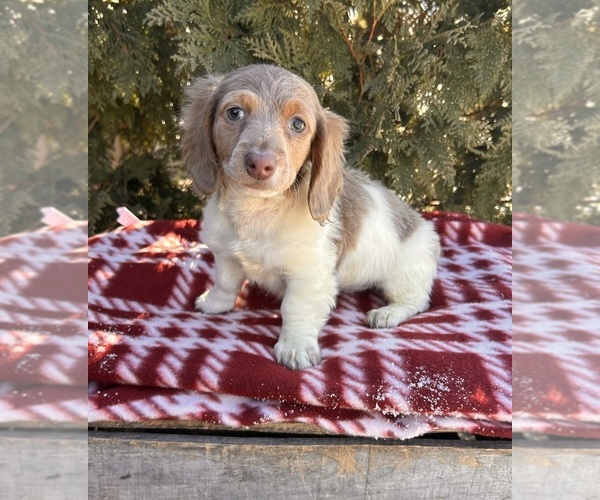 Medium Photo #4 Dachshund Puppy For Sale in MIDDLEBURY, IN, USA