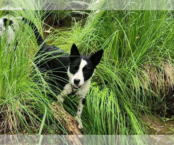Medium Photo #3 Border Collie-Unknown Mix Puppy For Sale in Paso Robles, CA, USA