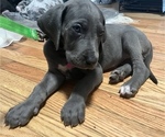 Small Photo #3 Great Dane Puppy For Sale in NEW HAVEN, CT, USA
