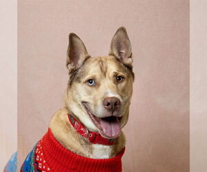 Siberian Husky-Unknown Mix Dogs for adoption in Ames, IA, USA
