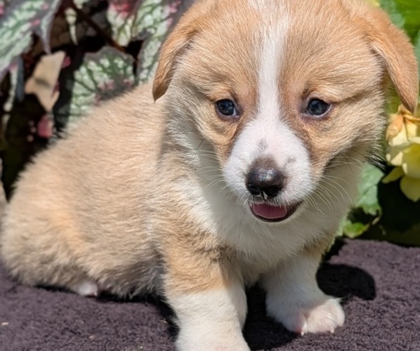 Medium Photo #53 Pembroke Welsh Corgi Puppy For Sale in GOSHEN, IN, USA
