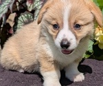 Small Photo #53 Pembroke Welsh Corgi Puppy For Sale in GOSHEN, IN, USA