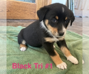 Australian Shepherd Puppy for sale in SURPRISE, NE, USA