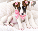 DILLY - Female Borador Dog for Adoption - Small photo