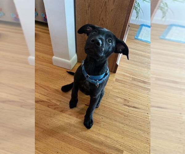 Medium Photo #7 Labrador Retriever-Unknown Mix Puppy For Sale in Brewster, NY, USA
