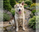 Small Gerberian Shepsky