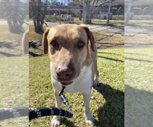 Clooney - Male Mutt Dog for Adoption - Photo #2