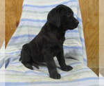 Small Photo #3 Labrador Retriever Puppy For Sale in SHILOH, OH, USA