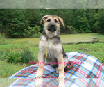 Small #1 German Shepherd Dog