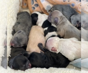 French Bulldog Litter for sale in PLEASANT PLAINS, IL, USA