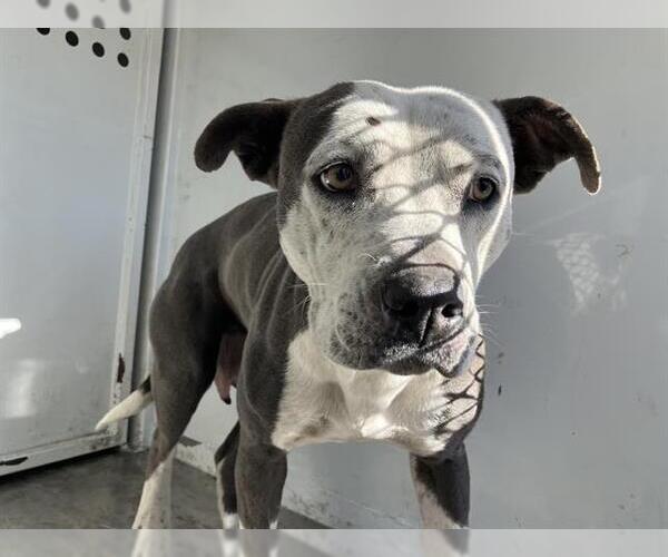 Medium Photo #1 American Pit Bull Terrier-Unknown Mix Puppy For Sale in Stockton, CA, USA