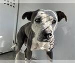 Small American Pit Bull Terrier Mix