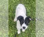 Small #1 Border Collie Mix