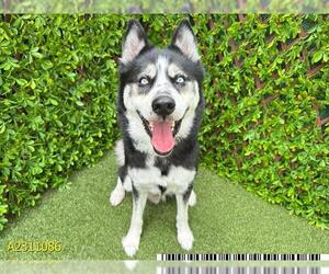 - Mix Dogs for adoption in West Palm Beach, FL, USA