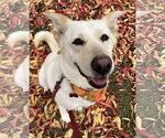 Small #11 Labrador Retriever Mix