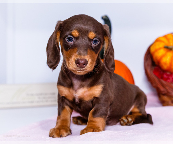 Medium Photo #4 Dachshund Puppy For Sale in WAKARUSA, IN, USA