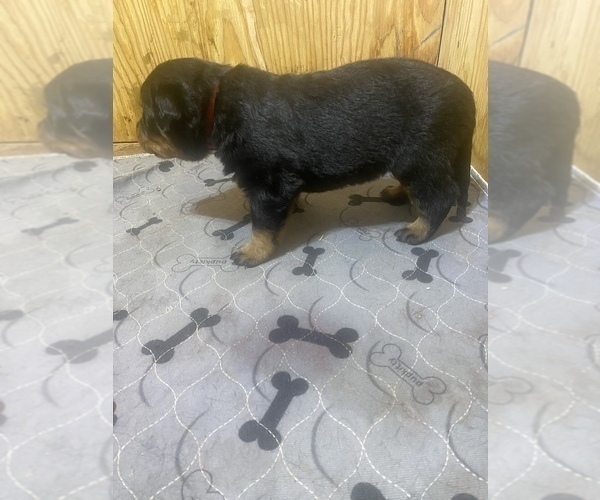 Medium Photo #6 Rottweiler Puppy For Sale in RICHLAND, GA, USA