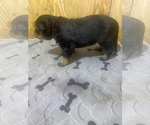 Small Photo #6 Rottweiler Puppy For Sale in RICHLAND, GA, USA