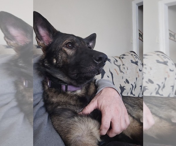 Medium Photo #1 German Shepherd Dog Puppy For Sale in ROCKINGHAM, NC, USA