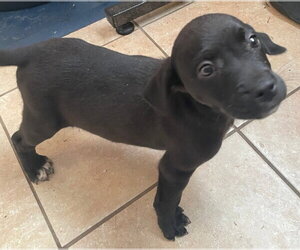 Catahoula Leopard Dog-Unknown Mix Dogs for adoption in Tracy City, TN, USA