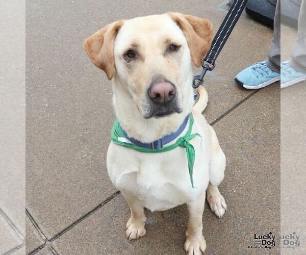 Medium Photo #6 Labrador Retriever-Unknown Mix Puppy For Sale in Washington, DC, USA