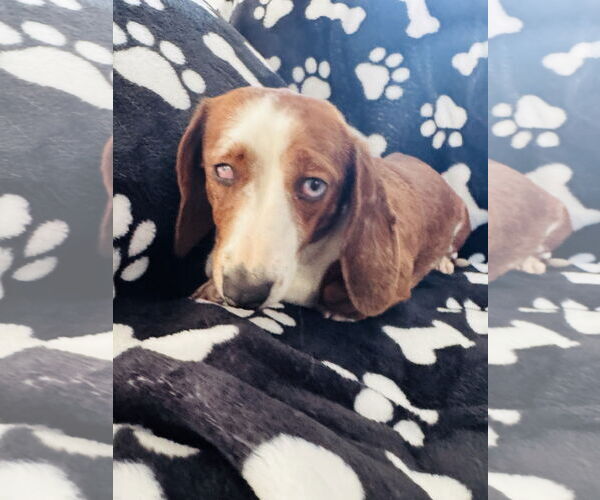 Medium Photo #5 Dachshund Puppy For Sale in York, SC, USA