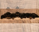 Small Photo #8 Rottweiler Puppy For Sale in NAPA, CA, USA