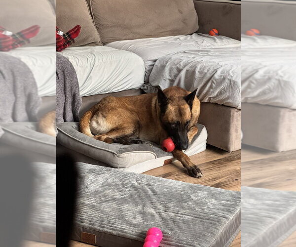 Medium Photo #4 Mutt Puppy For Sale in Imlay City, MI, USA