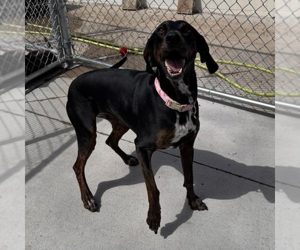 Medium Photo #5 Plott Hound Puppy For Sale in Muskegon, MI, USA
