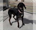 Small #4 Plott Hound