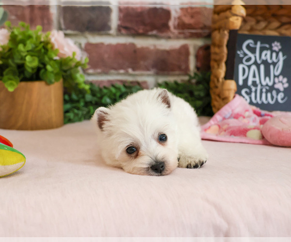Medium Photo #5 West Highland White Terrier Puppy For Sale in SYRACUSE, IN, USA