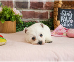 Small #4 West Highland White Terrier