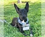 Small #15 Labrador Retriever Mix
