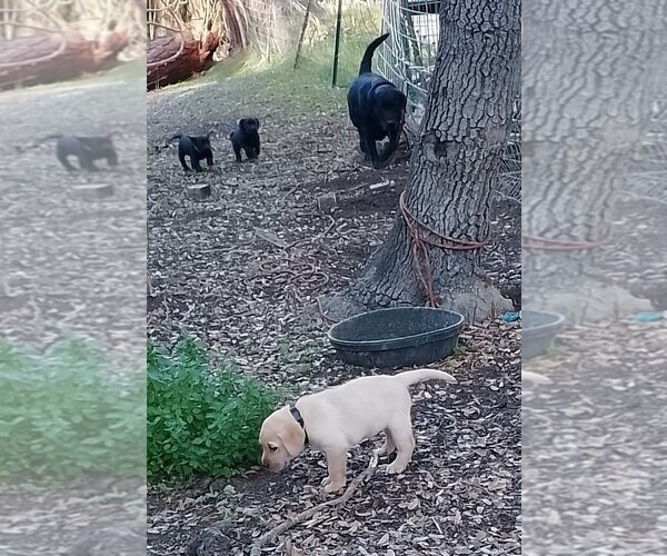 Medium Photo #3 Labrador Retriever Puppy For Sale in IONE, CA, USA
