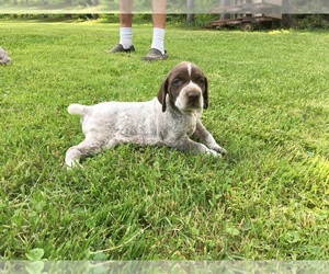 German Shorthaired Pointer Puppy for sale in SOUTH RIVER, NJ, USA