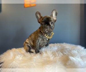 French Bulldog Puppy for sale in GALLOWAY, NJ, USA